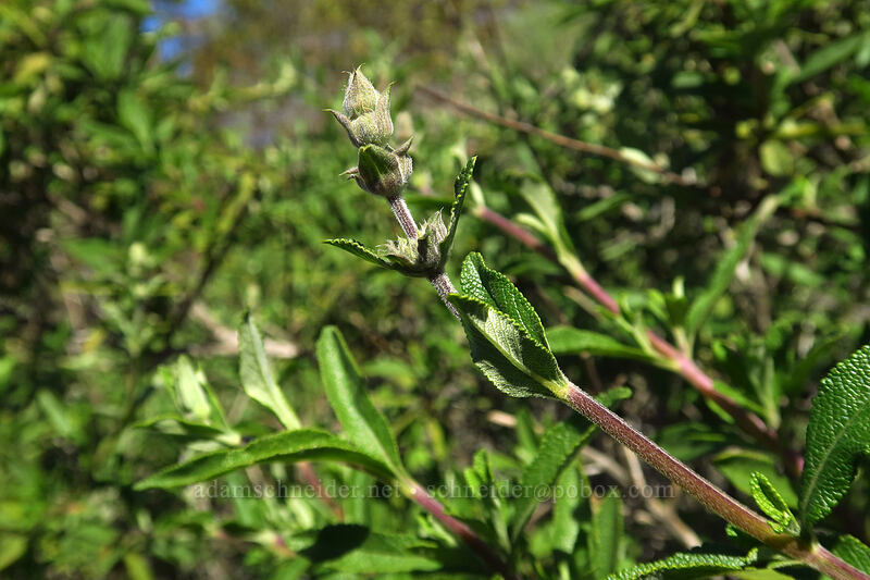 black sage, budding (Salvia mellifera) [Torrey Pines State Natural Reserve Extension, San Diego, San Diego County, California]
