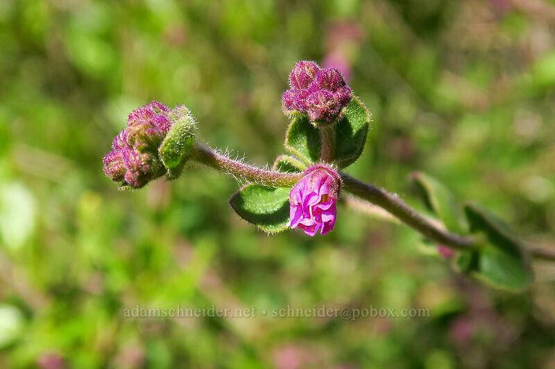 California four-o'-clock (wishbone bush), budding (Mirabilis laevis var. crassifolia) [Torrey Pines State Natural Reserve Extension, San Diego, San Diego County, California]