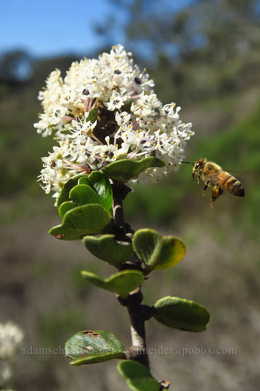 wart-stem ceanothus (and a honeybee) (Ceanothus verrucosus, Apis mellifera) [Torrey Pines State Natural Reserve Extension, San Diego, San Diego County, California]