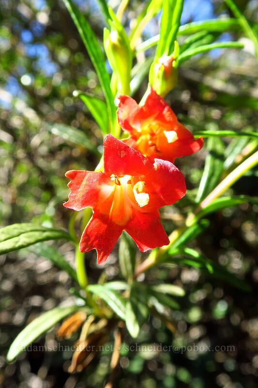 red bush monkeyflower (Diplacus puniceus (Mimulus aurantiacus var. puniceus)) [Torrey Pines State Natural Reserve Extension, San Diego, San Diego County, California]