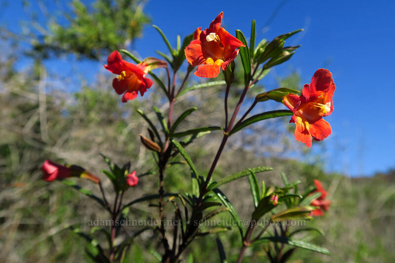 red bush monkeyflower (Diplacus puniceus (Mimulus aurantiacus var. puniceus)) [Torrey Pines State Natural Reserve Extension, San Diego, San Diego County, California]