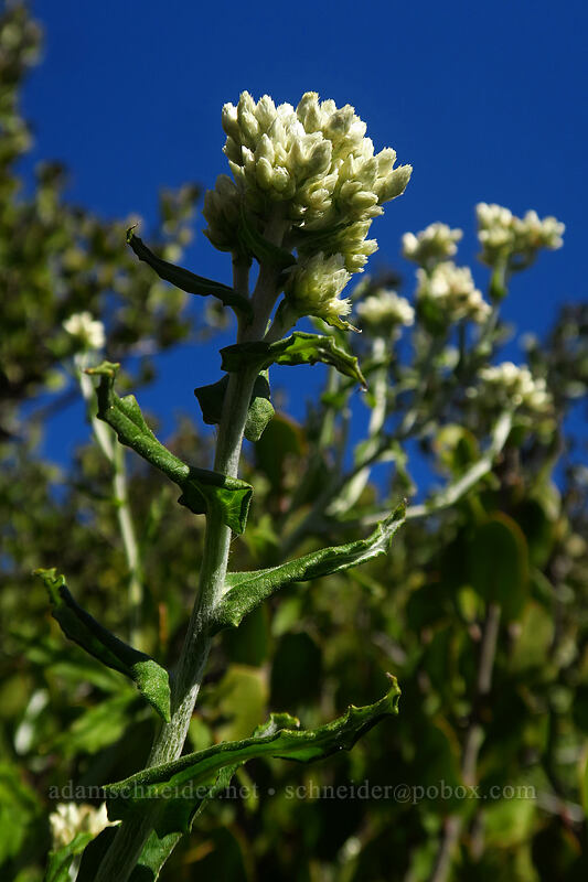two-tone everlasting (Bioletti's rabbit-tobacco) (Pseudognaphalium biolettii (Gnaphalium bicolor)) [Torrey Pines State Natural Reserve Extension, San Diego, San Diego County, California]