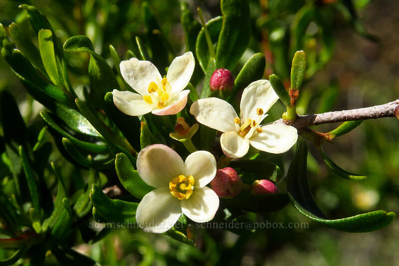 bush-rue (Cneoridium dumosum) [Torrey Pines State Natural Reserve Extension, San Diego, San Diego County, California]