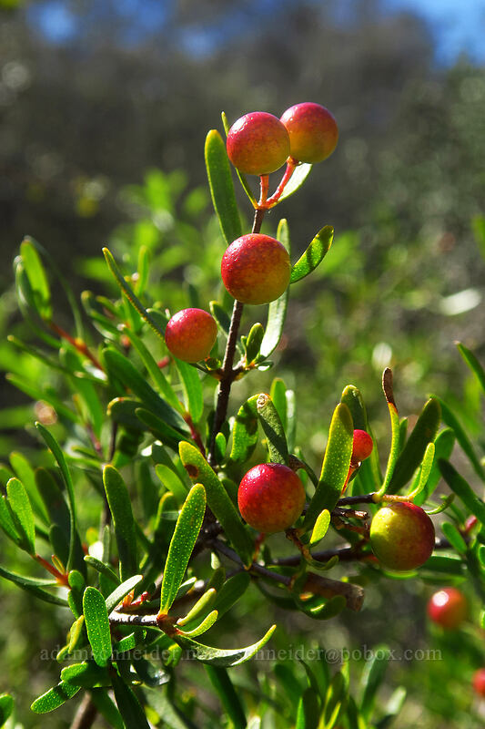 bush-rue berries (Cneoridium dumosum) [Torrey Pines State Natural Reserve Extension, San Diego, San Diego County, California]