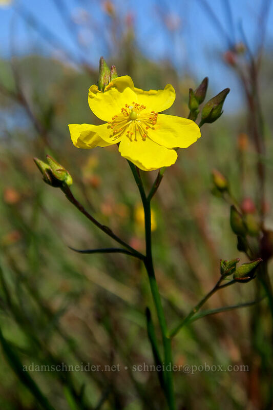 peak rock-rose (Crocanthemum scoparium) [Torrey Pines State Natural Reserve Extension, San Diego, San Diego County, California]