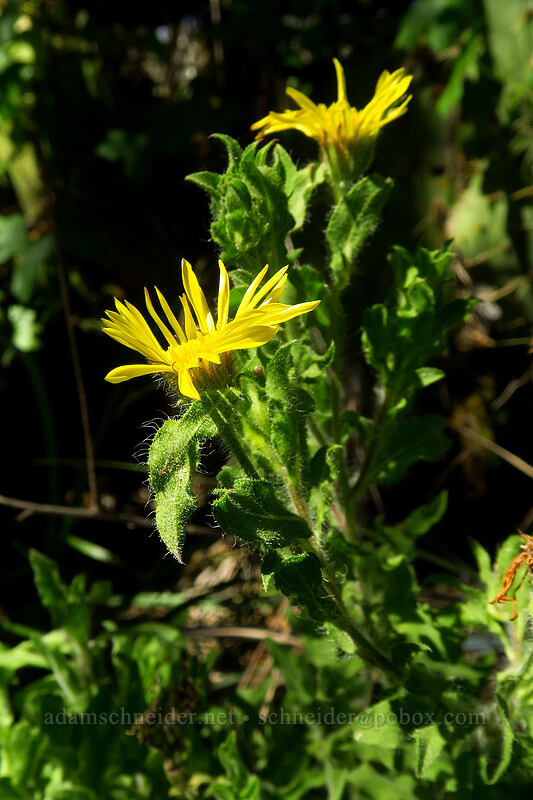 beach golden-aster (Heterotheca sessiliflora ssp. sessiliflora) [Torrey Pines State Natural Reserve Extension, San Diego, San Diego County, California]