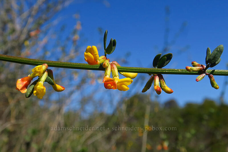 deerweed (California broom) (Acmispon glaber (Lotus scoparius)) [Torrey Pines State Natural Reserve Extension, San Diego, San Diego County, California]
