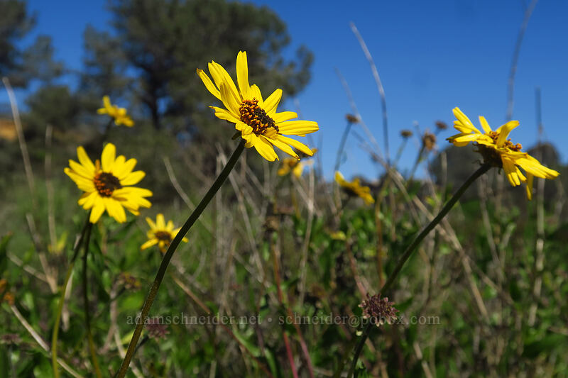 California brittlebush (bush sunflower) (Encelia californica) [Torrey Pines State Natural Reserve Extension, San Diego, San Diego County, California]