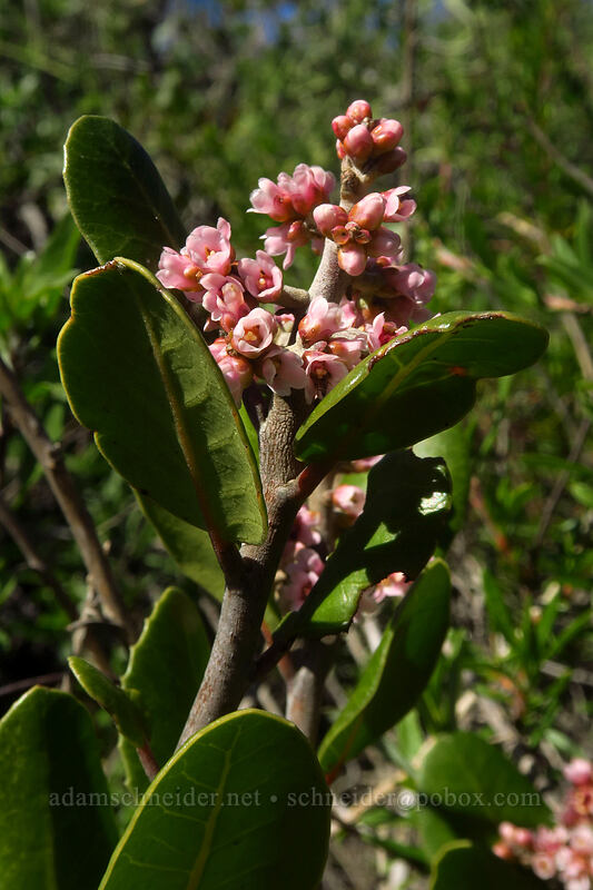 lemonade-berry (Rhus integrifolia) [Torrey Pines State Natural Reserve Extension, San Diego, San Diego County, California]