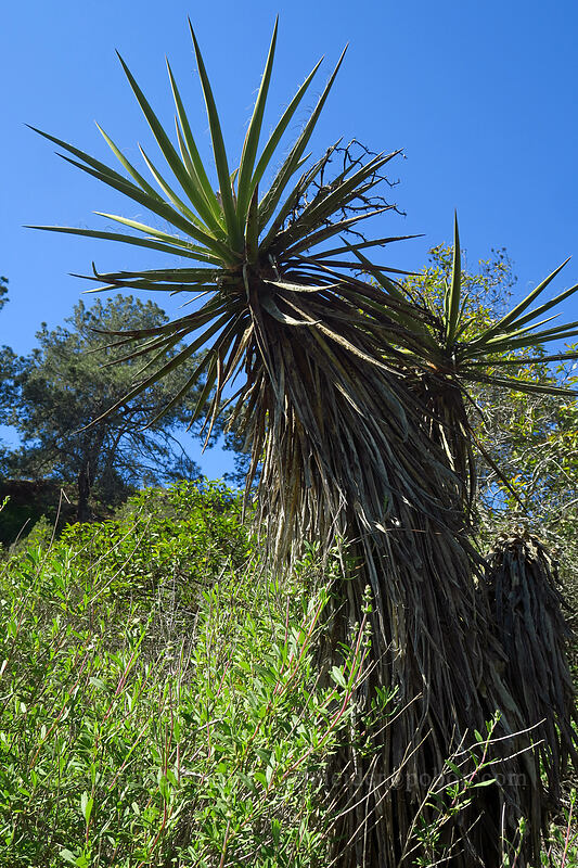 Mojave yucca (Yucca schidigera) [Torrey Pines State Natural Reserve Extension, San Diego, San Diego County, California]