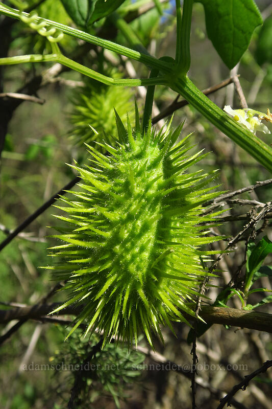 chilicothe (bigroot) fruit (Marah macrocarpus (Marah macrocarpa)) [Torrey Pines State Natural Reserve Extension, San Diego, San Diego County, California]