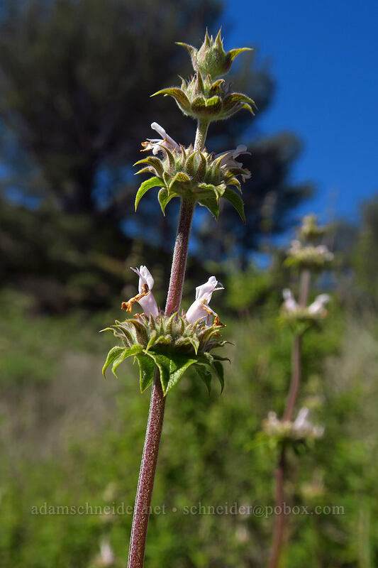 black sage (Salvia mellifera) [Torrey Pines State Natural Reserve Extension, San Diego, San Diego County, California]