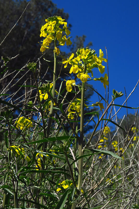 wallflower (Erysimum capitatum) [Torrey Pines State Natural Reserve Extension, San Diego, San Diego County, California]