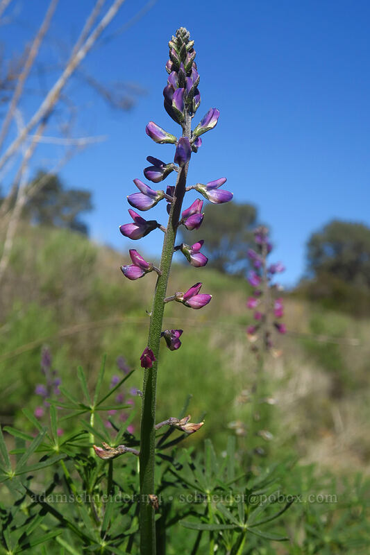 blunt-leaved lupine (Lupinus truncatus) [Torrey Pines State Natural Reserve Extension, San Diego, San Diego County, California]