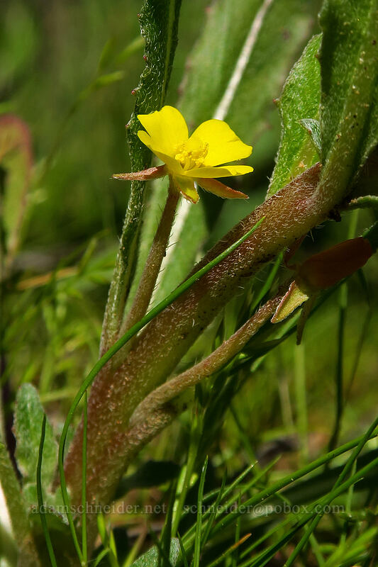 California sun-cup (Camissoniopsis bistorta) [Mission Trails Regional Park, San Diego, San Diego County, California]