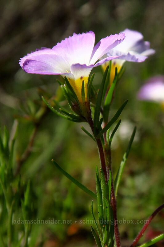 ground pink (Linanthus dianthiflorus) [Mission Trails Regional Park, San Diego, San Diego County, California]