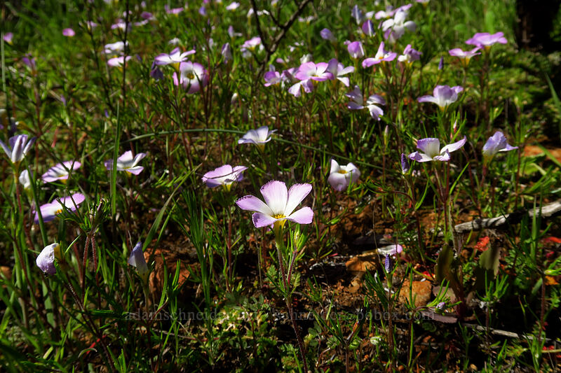 ground pink (Linanthus dianthiflorus) [Mission Trails Regional Park, San Diego, San Diego County, California]