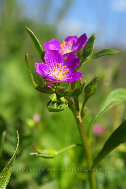 red maids (Calandrinia menziesii (Calandrinia ciliata)) [Mission Trails Regional Park, San Diego, San Diego County, California]