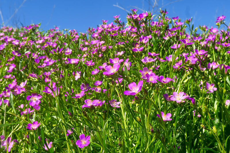 red maids (Calandrinia menziesii (Calandrinia ciliata)) [Mission Trails Regional Park, San Diego, San Diego County, California]