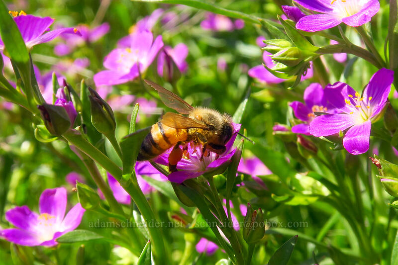 honeybee on red maids (Apis mellifera, Calandrinia menziesii (Calandrinia ciliata)) [Mission Trails Regional Park, San Diego, San Diego County, California]