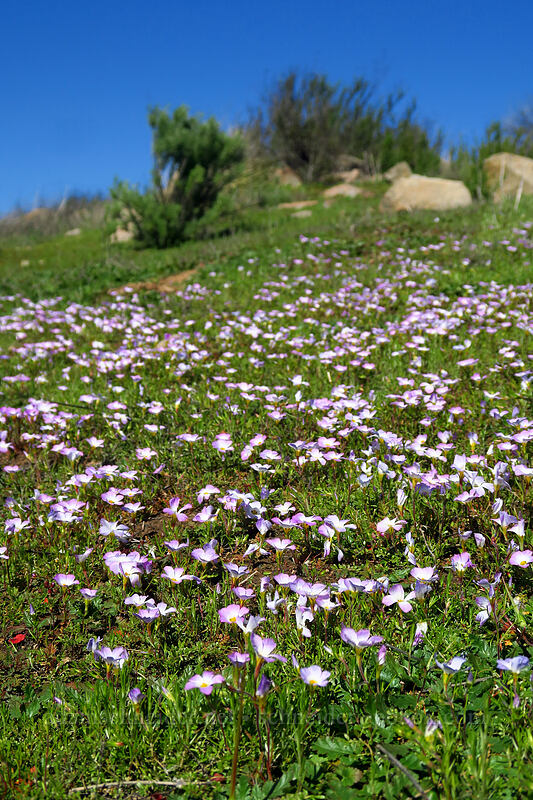 ground pink (Linanthus dianthiflorus) [Mission Trails Regional Park, San Diego, San Diego County, California]