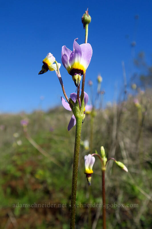 padre's shooting star (Dodecatheon clevelandii (Primula clevelandii)) [Mission Trails Regional Park, San Diego, San Diego County, California]