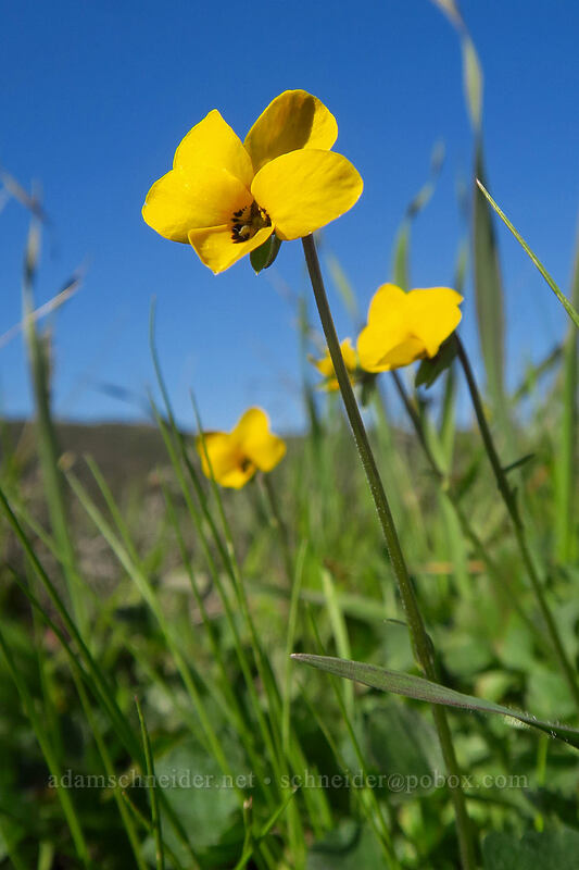 California golden violets (Viola pedunculata) [Mission Trails Regional Park, San Diego, San Diego County, California]