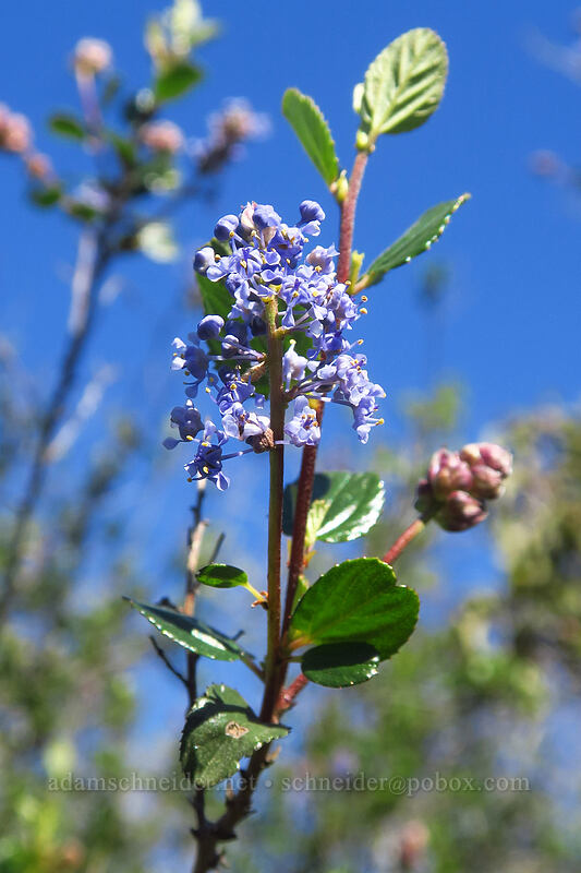 woolly-leaf ceanothus (Ceanothus tomentosus) [Mission Trails Regional Park, San Diego, San Diego County, California]