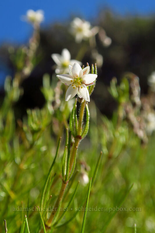 corn spurry (Spergula arvensis) [Mission Trails Regional Park, San Diego, San Diego County, California]