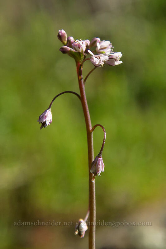 narrow-leaf fringe-pod (Thysanocarpus laciniatus) [Mission Trails Regional Park, San Diego, San Diego County, California]