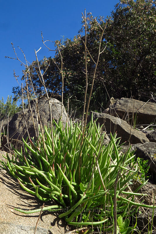 fingertips (mission lettuce) (Dudleya edulis) [Mission Trails Regional Park, San Diego, San Diego County, California]