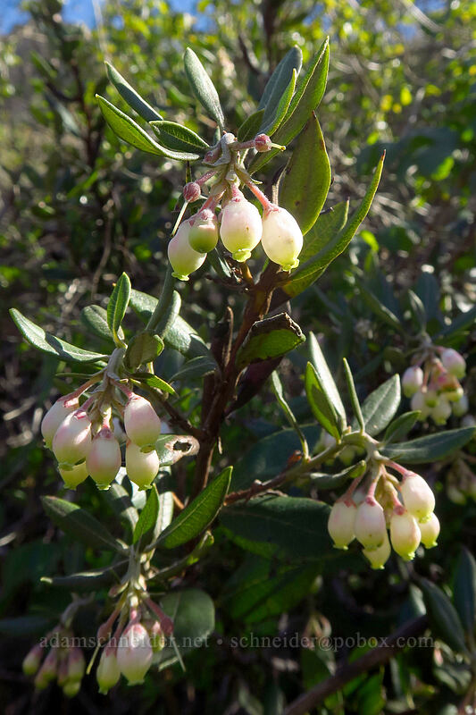 mission manzanita (Xylococcus bicolor (Arctostaphylos bicolor)) [Mission Trails Regional Park, San Diego, San Diego County, California]