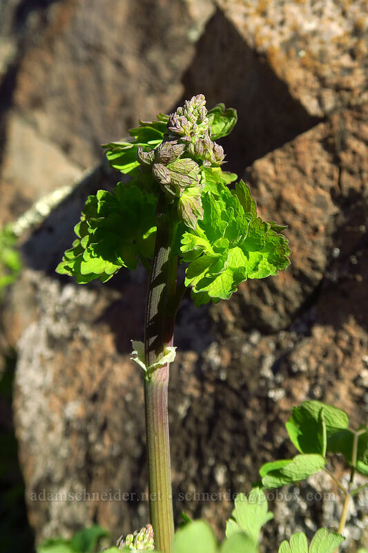 many-fruited meadow-rue, budding (Thalictrum fendleri var. polycarpum) [Mission Trails Regional Park, San Diego, San Diego County, California]