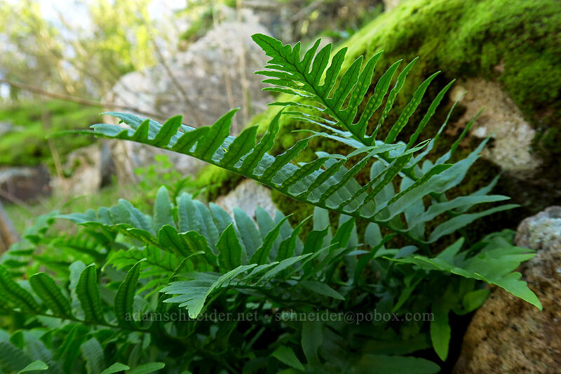 California polypody fern (Polypodium californicum) [Mission Trails Regional Park, San Diego, San Diego County, California]