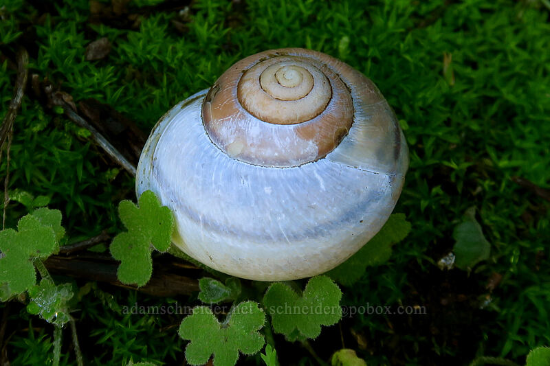 shoulderband snail shell (Helminthoglypta tudiculata) [Mission Trails Regional Park, San Diego, San Diego County, California]