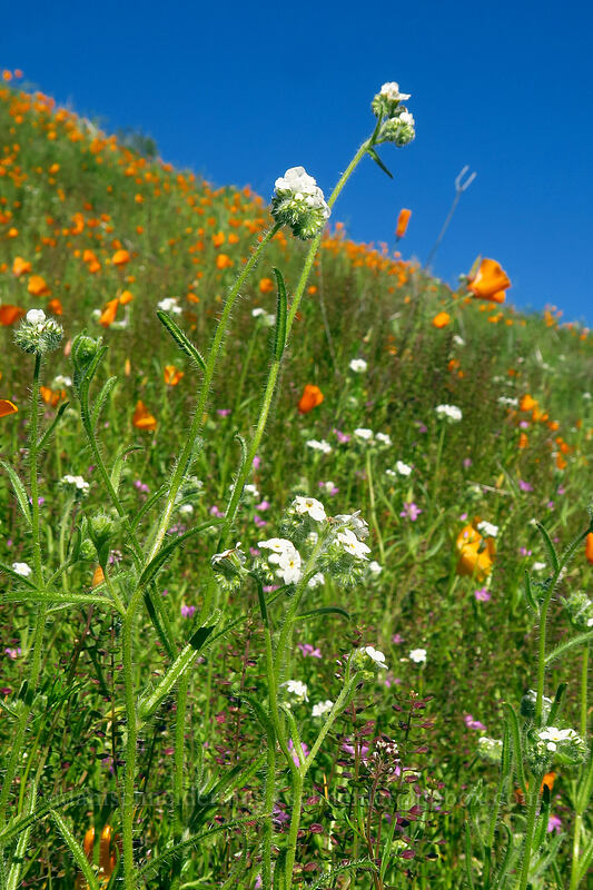 cryptantha & California poppies (Cryptantha intermedia, Eschscholzia californica) [Mission Trails Regional Park, San Diego, San Diego County, California]