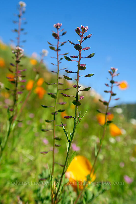 shining pepper-grass (Lepidium nitidum) [Mission Trails Regional Park, San Diego, San Diego County, California]