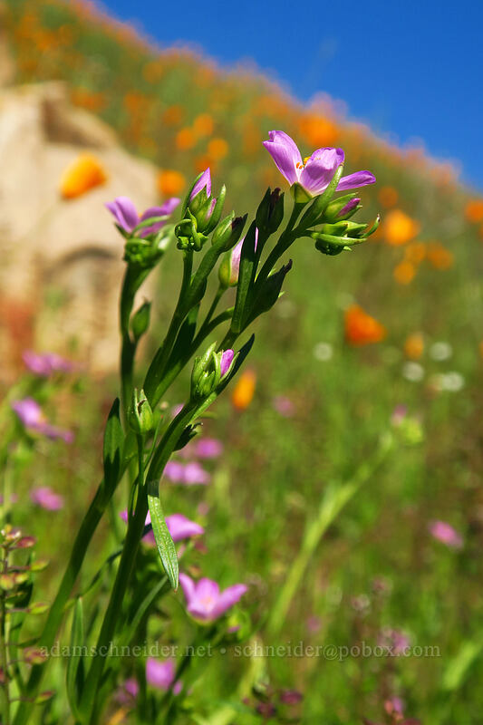 red maids (Calandrinia menziesii (Calandrinia ciliata)) [Mission Trails Regional Park, San Diego, San Diego County, California]