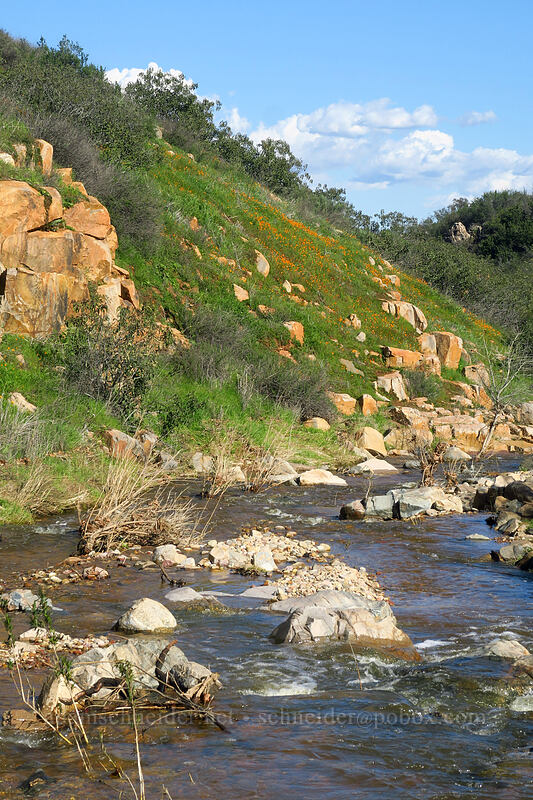 poppies above Oak Canyon Creek (Eschscholzia californica) [Mission Trails Regional Park, San Diego, San Diego County, California]