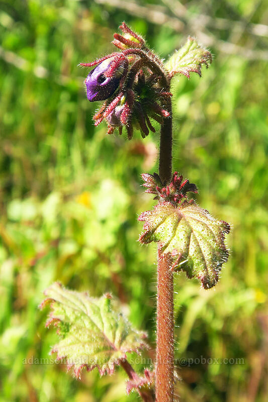 Parry's phacelia, budding (Phacelia parryi) [Mission Trails Regional Park, San Diego, San Diego County, California]