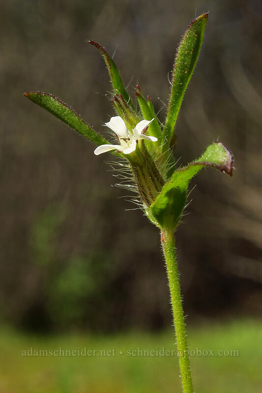 common catchfly (Silene gallica) [Mission Trails Regional Park, San Diego, San Diego County, California]