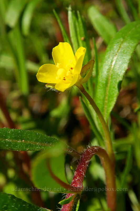 Lewis' evening primrose (Camissoniopsis lewisii) [Mission Trails Regional Park, San Diego, San Diego County, California]
