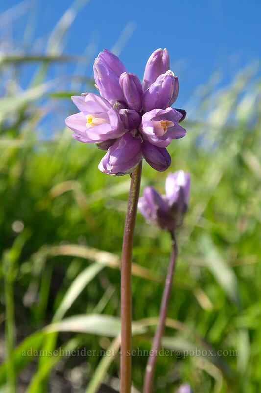 blue dicks (Dipterostemon capitatus (Dichelostemma capitatum)) [Mission Trails Regional Park, San Diego, San Diego County, California]