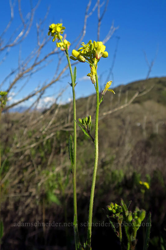 rapeseed (Brassica napus) [Mission Trails Regional Park, San Diego, San Diego County, California]