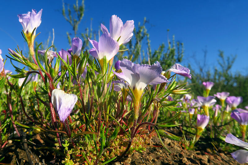 ground pink (Linanthus dianthiflorus) [Mission Trails Regional Park, San Diego, San Diego County, California]