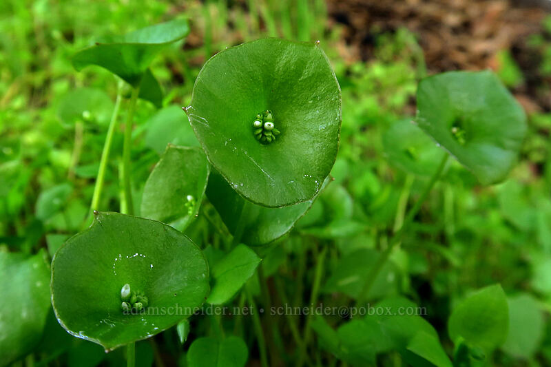 miner's lettuce, budding (Claytonia perfoliata (Montia perfoliata)) [Mission Trails Regional Park, San Diego, San Diego County, California]