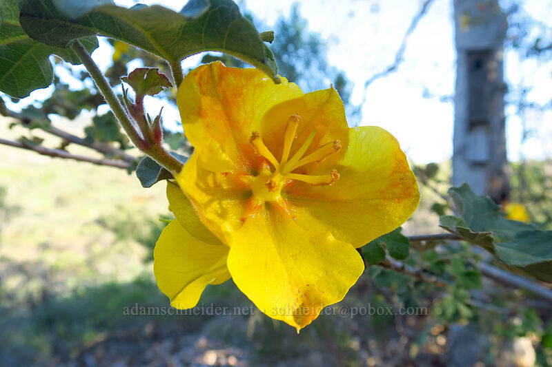 Mexican flannel-bush (Fremontodendron mexicanum) [Mission Trails Regional Park, San Diego, San Diego County, California]