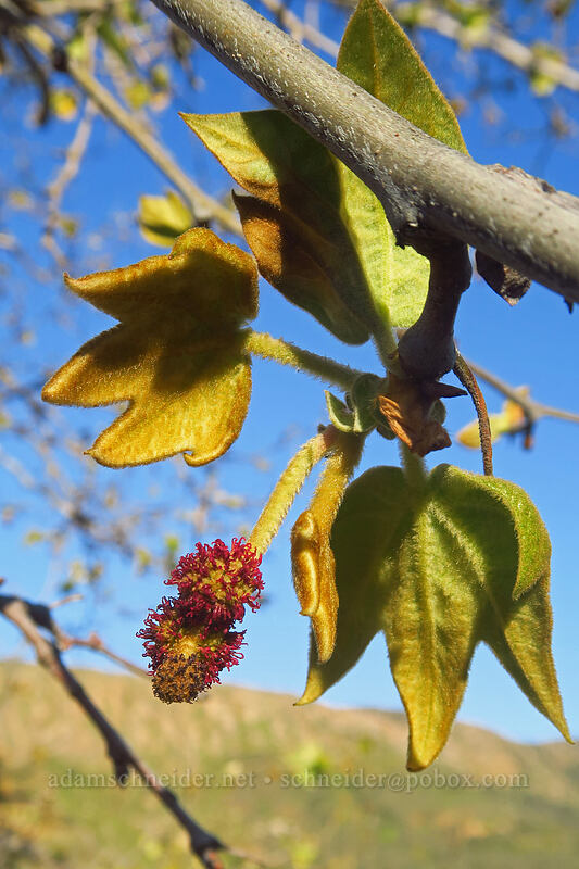 western sycamore flowers (Platanus racemosa) [Mission Trails Regional Park, San Diego, San Diego County, California]
