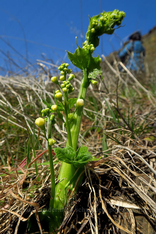 Oregon manroot, budding (Marah oregana (Marah oreganus)) [Doug's Beach State Park, Klickitat County, Washington]