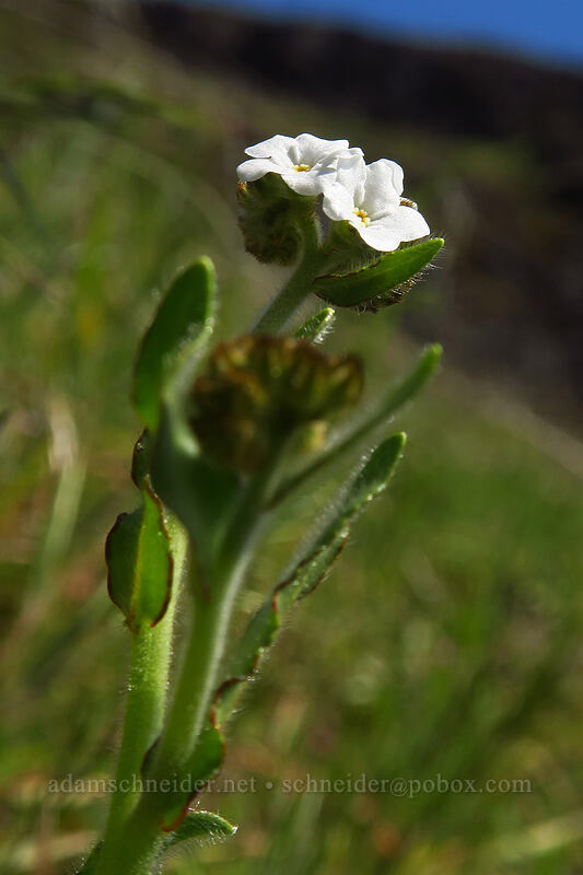 rusty popcorn flower (Plagiobothrys nothofulvus) [Doug's Beach State Park, Klickitat County, Washington]